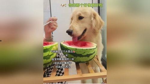 狗可以吃网瓜吗,狗狗的神秘美食探索