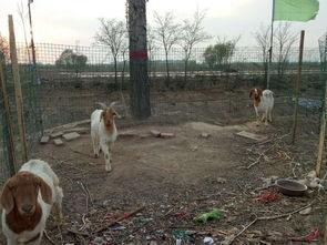 羊圈吃瓜爆料图片高清